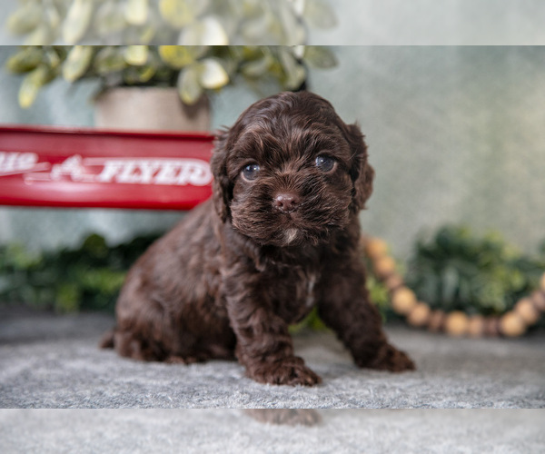 Medium Photo #3 Cocker Spaniel Puppy For Sale in NAPPANEE, IN, USA