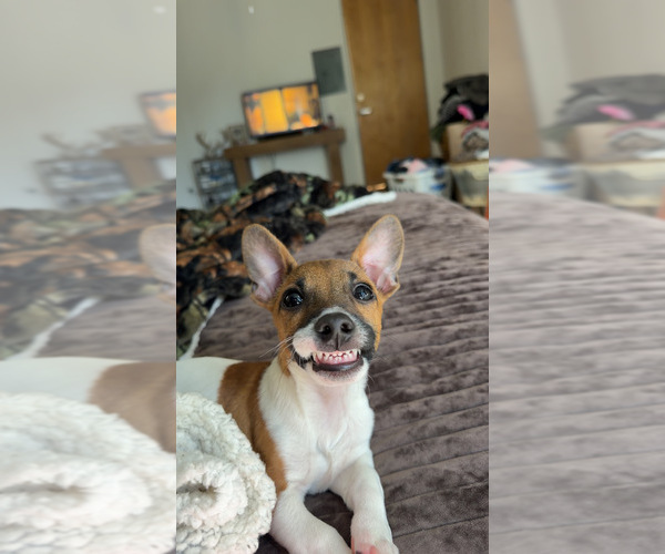 Medium Photo #1 Jack Russell Terrier Puppy For Sale in TAMA, IA, USA