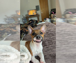Small Jack Russell Terrier