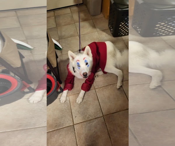 Medium Photo #25 Huskies -Unknown Mix Puppy For Sale in Sandy, UT, USA