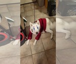 Small #24 Huskies  Mix