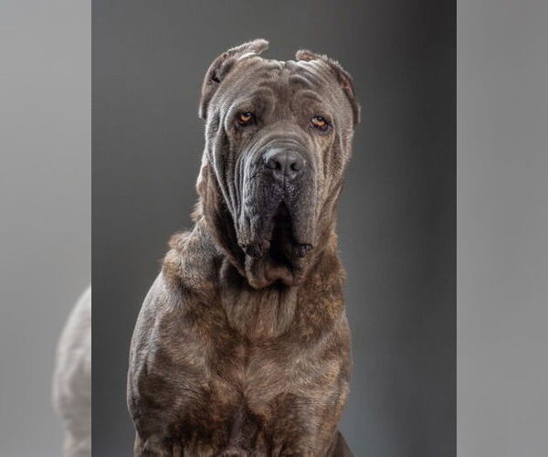 Medium Photo #5 Mutt Puppy For Sale in Lake Forest, CA, USA