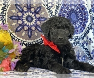 Goldendoodle Puppy for sale in LANCASTER, PA, USA