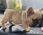 Small Photo #7 French Bulldog Puppy For Sale in TOPEKA, KS, USA