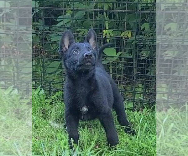 Medium Photo #3 German Shepherd Dog Puppy For Sale in KANSAS CITY, MO, USA