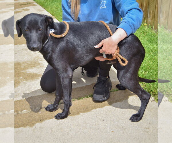 Medium Photo #3 Unknown-Weimaraner Mix Puppy For Sale in Huntley, IL, USA