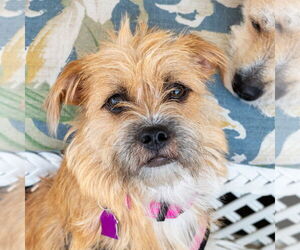 Mutt Dogs for adoption in Mundelein, IL, USA