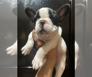 French Bulldog Puppy for sale in CAMDEN, NJ, USA