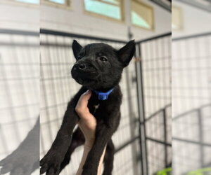Mutt Dogs for adoption in Imlay City, MI, USA