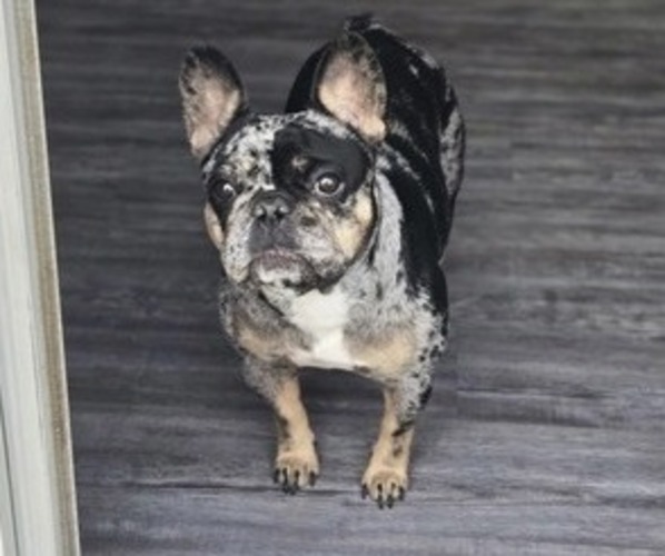 Medium Photo #1 French Bulldog Puppy For Sale in GLEN BURNIE, MD, USA