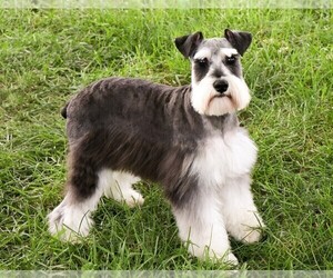 Mother of the Schnauzer (Miniature) puppies born on 07/29/2026