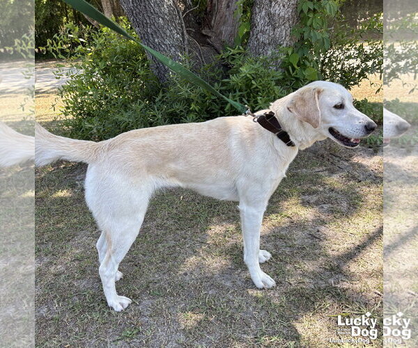 Medium Photo #3 Labrador Retriever-Unknown Mix Puppy For Sale in Washington, DC, USA