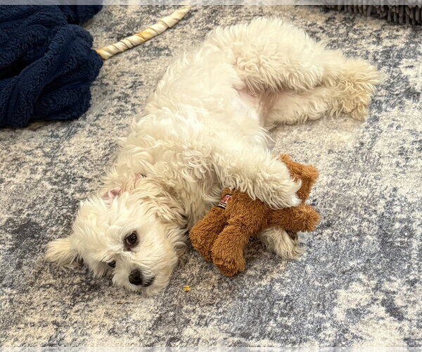 Medium Photo #8 Maltese Puppy For Sale in Sandy, UT, USA