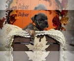 Small Photo #4 English Bulldog Puppy For Sale in HOUSTON, TX, USA