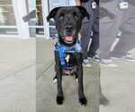 Small #16 Labrador Retriever Mix