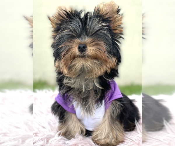 Medium Photo #1 Yorkshire Terrier Puppy For Sale in CORAL SPRINGS, FL, USA