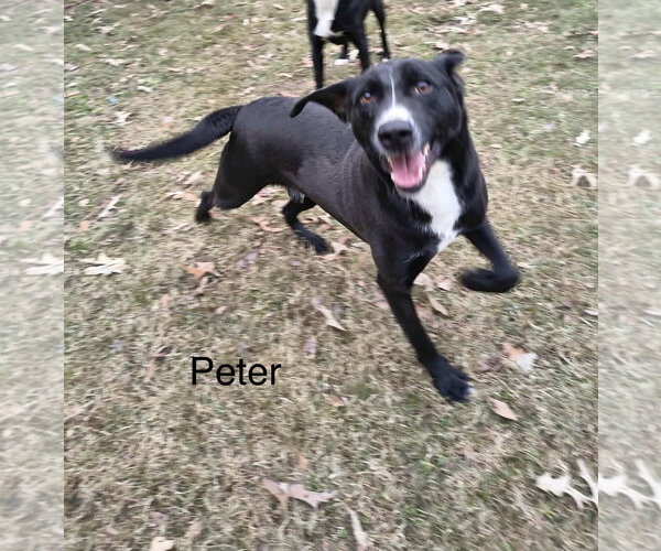 Medium Photo #3 Mutt Puppy For Sale in Farmerville, LA, USA