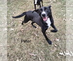 Small Photo #3 Mutt Puppy For Sale in Farmerville, LA, USA