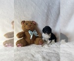 Small #6 Goldendoodle