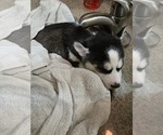 Small #16 Siberian Husky