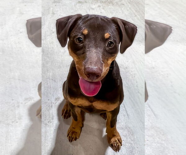 Medium Photo #14 Mutt Puppy For Sale in McKinney, TX, USA