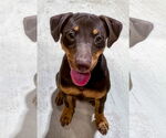 Small #13 Mutt