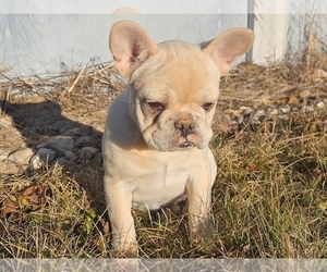 French Bulldog Puppy for sale in PROVIDENCE, RI, USA