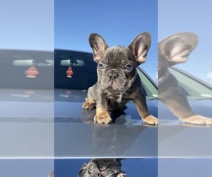 French Bulldog Puppy for sale in BAKERSFIELD, CA, USA
