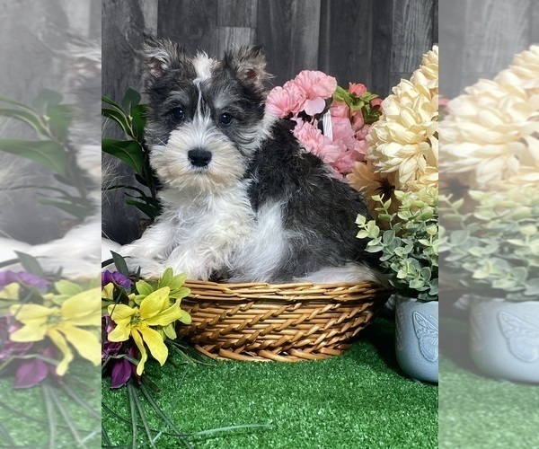Medium Photo #4 Schnauzer (Miniature) Puppy For Sale in CANOGA, NY, USA