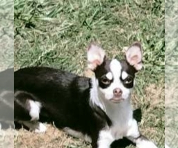 Medium Photo #1 Chihuahua Puppy For Sale in MARION, VA, USA