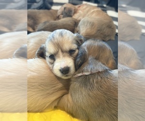 Dachshund Puppy for Sale in MARSHFIELD, Missouri USA