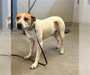 Mutt Dogs for adoption in Camarillo, CA, USA