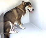 Small Siberian Husky Mix