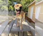 Small Labrador Retriever Mix
