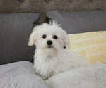 Small Photo #6 Maltese Puppy For Sale in MOORESVILLE, NC, USA