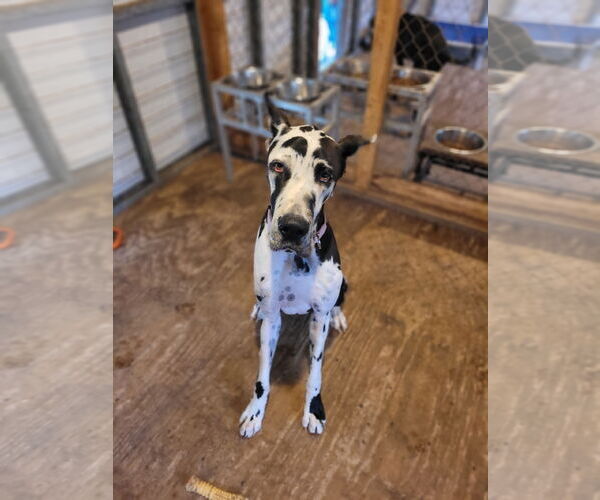 Medium Photo #3 Great Dane Puppy For Sale in Palm Beach, FL, USA