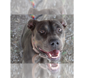 Mutt Dogs for adoption in Abbeville, LA, USA