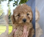 Small #2 Goldendoodle (Miniature)