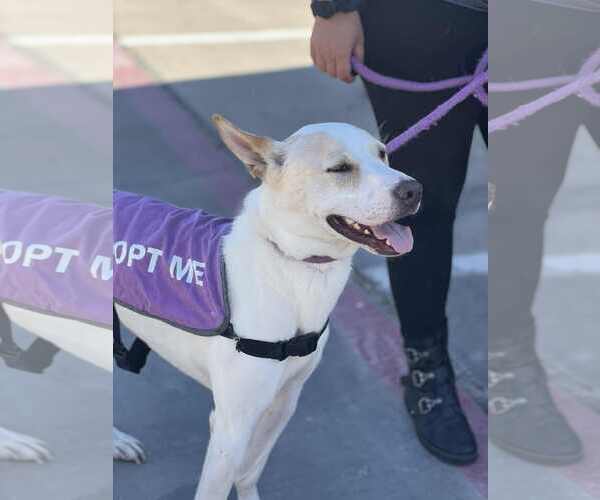 Medium Photo #5 Mutt Puppy For Sale in McKinney, TX, USA