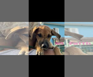 Mutt Dogs for adoption in NYC, NY, USA