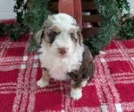 Puppy Amiya Miniature Bernedoodle