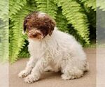 Small #3 Poodle (Miniature)