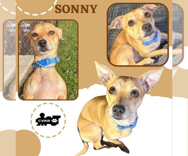 Medium Photo #1 Chihuahua-Unknown Mix Puppy For Sale in Lindsay, CA, USA