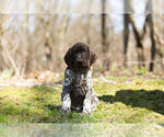 Small Photo #2 German Shorthaired Pointer Puppy For Sale in BRISTOL, IN, USA
