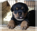 Small Photo #7 Rottweiler Puppy For Sale in VONORE, TN, USA