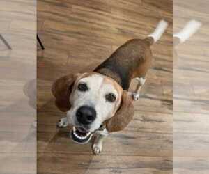 Mabel CL - Female Beagle-Unknown Mix Dog for Adoption - Photo #11