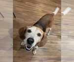 Small #10 Beagle Mix