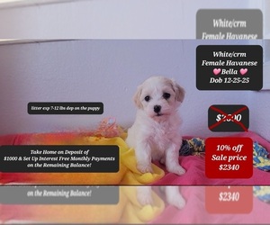 Havanese Puppy for sale in TUCSON, AZ, USA