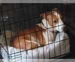 Small #2 Dachshund Mix