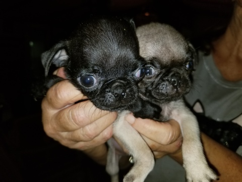 Medium Photo #1 Pug Puppy For Sale in DUNNELLON, FL, USA